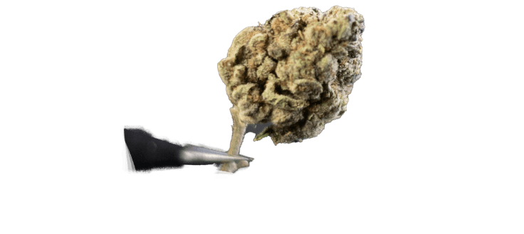 Cannabis plant
